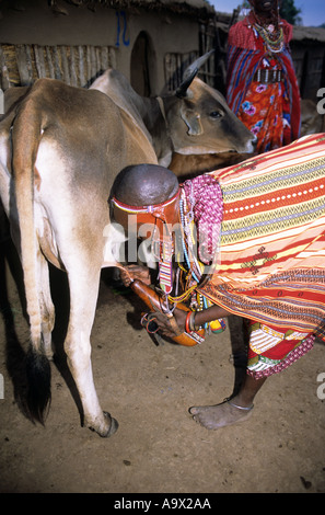 Lolgorian, Kenia. Siria Maasai Melken eine Kuh in einen sammeln Kürbisse mit Lederriemen verziert mit Perlen und Muscheln. Stockfoto