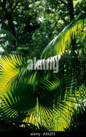 Amapa, Brasilien. Üppige Vegetation in den Amazonas-Regenwald; Palmwedel im Sonnenlicht. Santa Clara. Stockfoto
