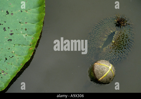 Amazonas, Brasilien. Vitoria Regia (Victoria Amazonica); riesige Seerosenblatt mit Blütenknospe auf dem Wasser schwimmen. Stockfoto