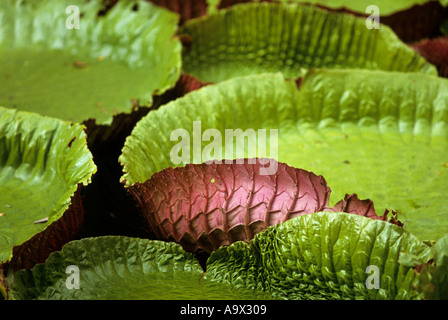 Belem, Brasilien. Vitoria Regia (Victoria Amazonica); riesige Seerosenblatt auf dem Wasser schwimmen. Amazon. Stockfoto