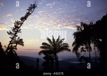 Bundesstaat Para, Brasilien. Dawn Blick über nebligen Regenwald mit Palmen und anderen Pflanzen in der Silhouette; Serra Dos Carajas, Amazon. Stockfoto