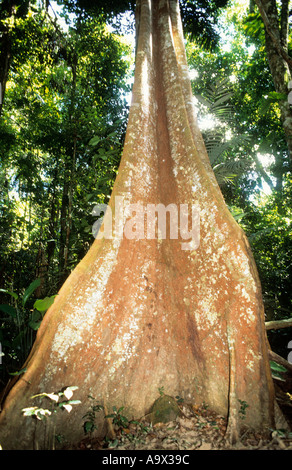 Amazonas, Brasilien. Tropischen Regenwald Baum mit Wurzeln der Strebepfeiler. Stockfoto