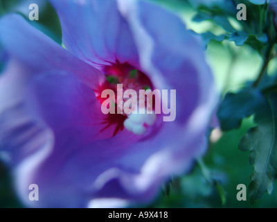 Hibiscus Syriacus Oiseau bleu Stockfoto