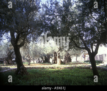 OLIVE GARTEN GETHSEMANE JERUSALEM ISRAEL Stockfoto