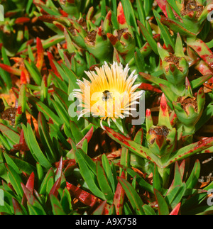 Hottentotten Fig. Stockfoto