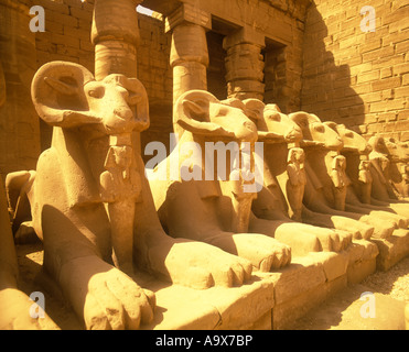 RAM UNTER DER LEITUNG SPHINXEN KARNAK LUXOR TEMPEL RUINEN ÄGYPTEN Stockfoto