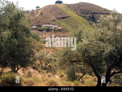 Bauernhaus mit Weingut inmitten der Sierra Tejeda, Axarquia Region, Andalusien, Spanien, Europa, Stockfoto