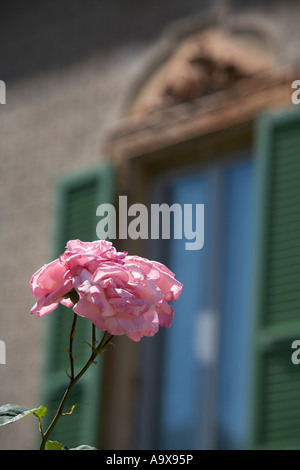 Rose Bellinzona Tessin Schweiz Stockfoto