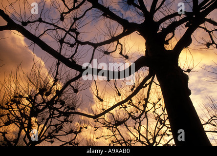 Ahorn Baum Sonnenuntergang Berkeley CALIFORNIA Stockfoto