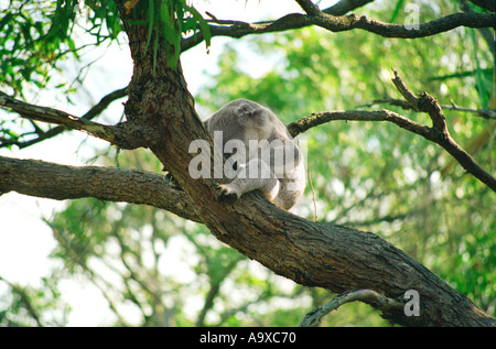 Wilden Koala im Eukalyptus-Baum auf Magnetic Island in Queensland-Australien Stockfoto