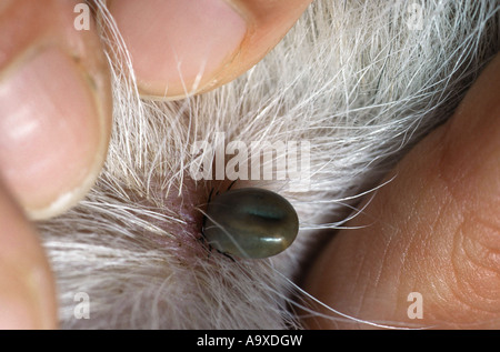 Europäische Rizinuspflanze Tick, europäischen Schafe Zecke (Ixodes Ricinus), engorged mit Blut, Fell, Deutschland Stockfoto