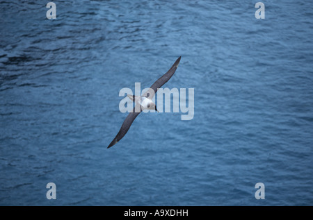 rußiger Albatros (Phoebetria Fusca), fliegen, Antarktis, Suedgeorgien Stockfoto