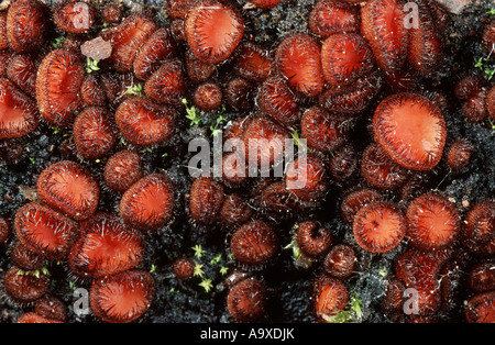 Eyelash Cup, gemeinsame Wimpern (Scutellinia Scutellata), Fruchtkörper Stockfoto