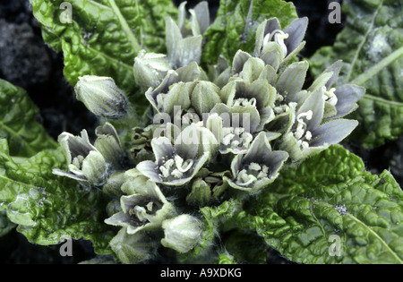 Alraune (Mandragora Officinarum), blühende Pflanze Stockfoto