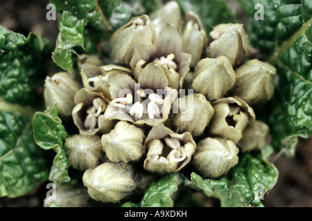 Alraune (Mandragora Officinarum), blühende Pflanze Stockfoto