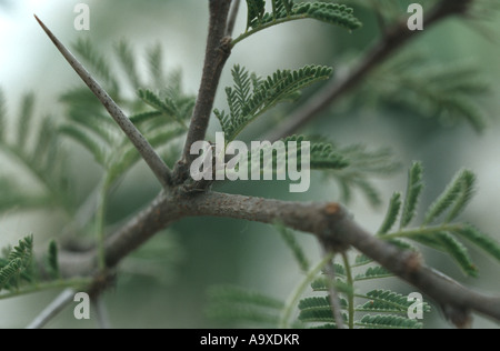 Süße Akazie, Huisache, Parfüm Akazie (Acacia Farnesiana), Zweig mit Dorn und Blätter Stockfoto