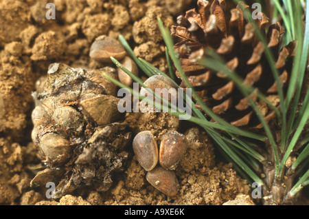 Zirbe, Arolla-Kiefer (Pinus Cembra), Detail der Samen Stockfoto