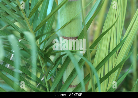 Schmetterling-Palm, Madagaskar-Palme, Areca Palme (Chrysalidocarpus Lutescens, Areca Lutescens), Spross und Blätter Stockfoto