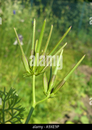 Schäfers-Nadel, Nadel der Venus, Venus-Kamm (Scandix Pecten-Veneris), infrutescence Stockfoto