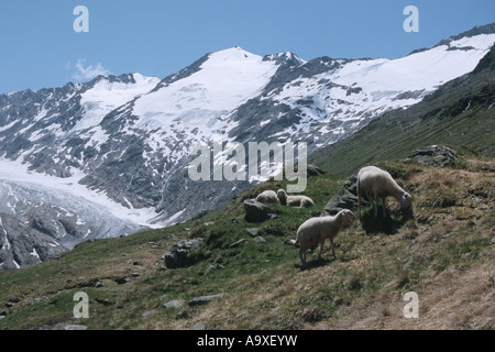 Schafe vor Mount Schalfkogel, Ötztaler Alpen, Österreich, Tirol, Ötztal Stockfoto