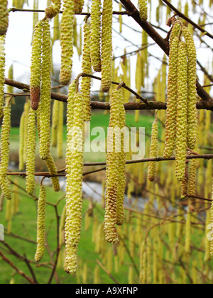 Gemeinsame Hasel (Corylus Avellana), männliche Blütenstände Stockfoto