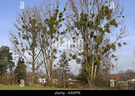 Mistel (Viscum Album Subspecies Album), paar Pflanzen im Winter auf einer Pappel Stockfoto