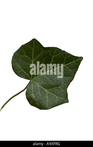 Englisch Efeu, gemeinsame Efeu (Hedera Helix), Blatt Stockfoto