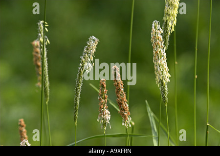 Meadow Foxtail Grass (Alopecurus Pratensis), blühen Stockfoto