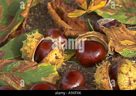 gemeinsamen Pferd Kastanie (Aesculus Hippocastanum), reifer Früchte mit Pellicules und Blättern Stockfoto
