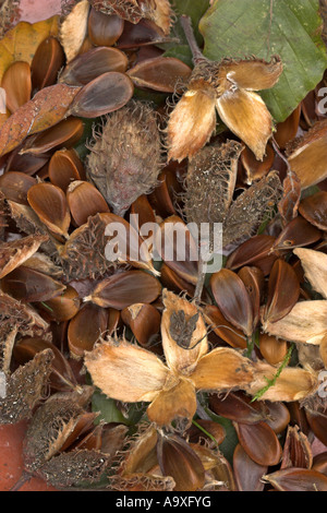 Rotbuche (Fagus Sylvatica), Reife Früchte mit Cupules auf dem Boden Stockfoto
