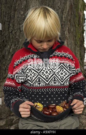 gemeinsamen Pferd Kastanie (Aesculus Hippocastanum), junge, Reife Früchte im Herbst sammeln Stockfoto