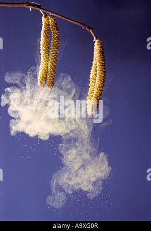 Gemeinsame Hasel (Corylus Avellana), fliegende Pollen aus der männlichen Blütenstände Stockfoto