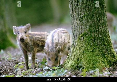 Wildschwein, Schwein (Sus Scrofa), zwei Shoats, Deutschland, Baden-Württemberg, Weikersheim, April 00. Stockfoto