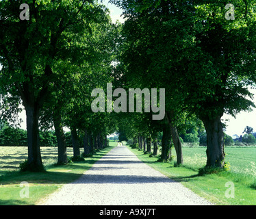 BAUM GESÄUMTEN STRAßE EGESKOV DÄNEMARK Stockfoto
