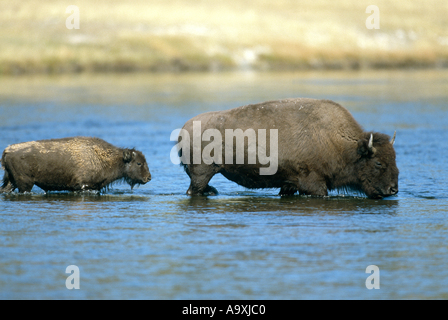 Amerikanischer Bison, Büffel (Bison Bison), Kuh und Kalb Kreuzung Fluß, USA, Wyoming, Yellowstone NP, 01 Oct. Stockfoto