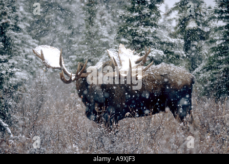 Alaska-Elch, Elch Tundra, Yukon Elch (Alces Alces Gigas), Schneefall, USA, Alaska, Denali NP, Sep 97 bull. Stockfoto