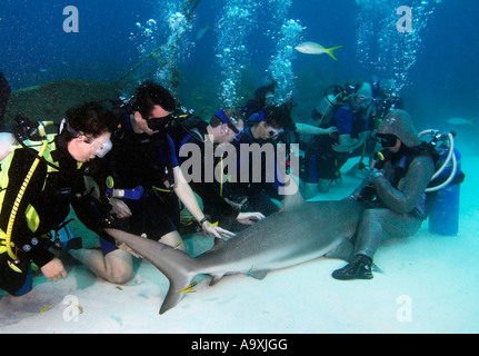 Kettenhemd bekleidet Hai Handler zeigt Taucher Caribbean Reef Shark Carcharhinus Perezi Grand Bahama Island UNEXSO Stockfoto