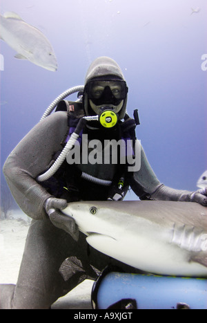 Kettenhemd bekleidet Taucher mit Caribbean Reef Shark Carcharhinus Perezi auf dem Schoß Grand Bahama Island UNEXSO Stockfoto