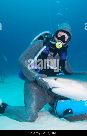 Kettenhemd bekleidet Taucher mit Caribbean Reef Shark Carcharhinus Perezi auf dem Schoß Grand Bahama Island UNEXSO Stockfoto