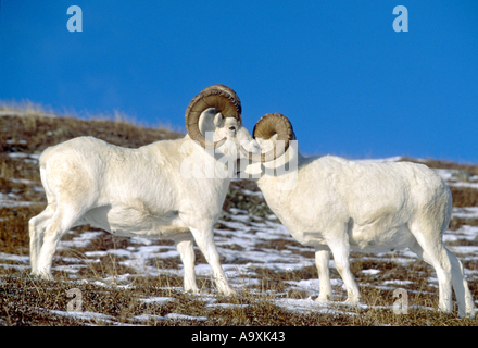 Der Dallschafe, weißes Schaf (Ovis Dalli), rammt im Herbst, USA, Alaska, Denali NP, Sep 99. Stockfoto