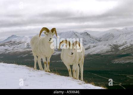 Der Dallschafe, weißes Schaf (Ovis Dalli), rammt im Herbst, USA, Alaska, Denali NP, Sep 99. Stockfoto