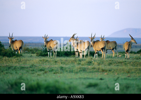 Eland (Tragelaphus Oryx), Gruppe von Eland, Kenia, Masai Mara National Reserve, Nov 01. Stockfoto