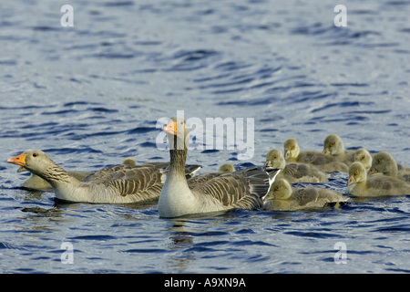 Graugans (Anser Anser), Mütter auf dem Wasser mit Gänsel, Gloucestershire, England, Slimbridge, 05. Februar. Stockfoto