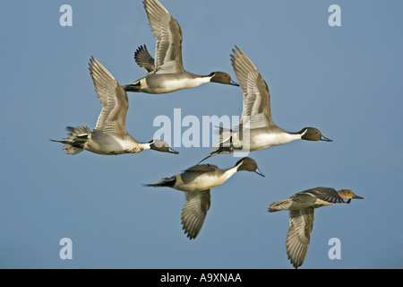 nördliche Pintail (Anas Acuta), vier Männchen und Weibchen im Flug, Gloucestershire, England, Slimbridge, 05. Februar. Stockfoto