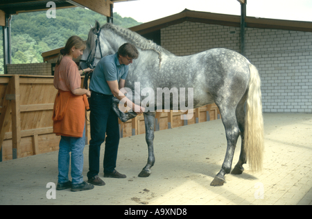 Vetenerian Prüfung Pferd (Equus Przewalskii F. Caballus) Testen des Knies. Stockfoto