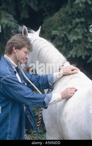 inländische Pferd (Equus Przewalskii F. Caballus), Vetenerian Prüfung Pferd, Auskultation mit Stethoskop Stockfoto