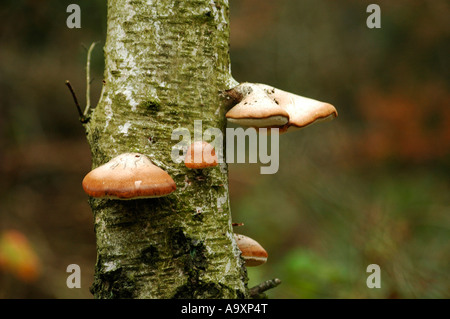 Halterung Pilz auf Baumstamm Stockfoto