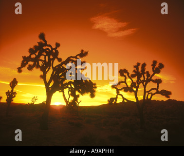 JOSHUA TREES JOSHUA TREE NATIONAL PARK CALIFORNIA USA Stockfoto