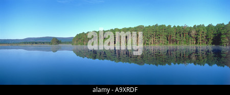 Loch Mallachie in der Morgendämmerung mit Kiefernwald auf ruhiger See, Schottland, Cairngorm National Park reflektiert. Stockfoto