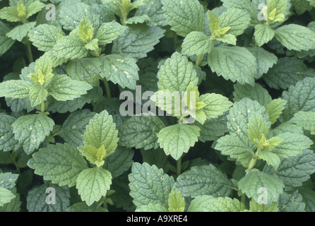 Zitronenmelisse, Garten Melisse (Melissa Officinalis), verlässt. Stockfoto